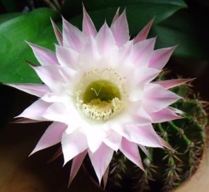 fleur-cactus