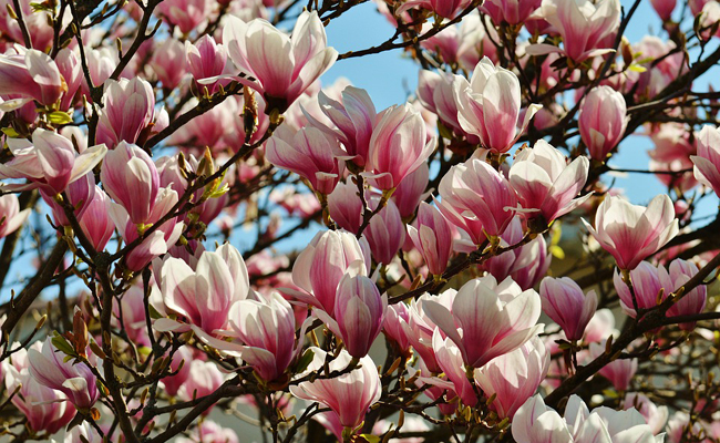 magnolia