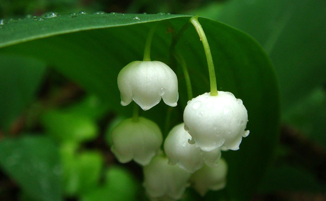 muguet