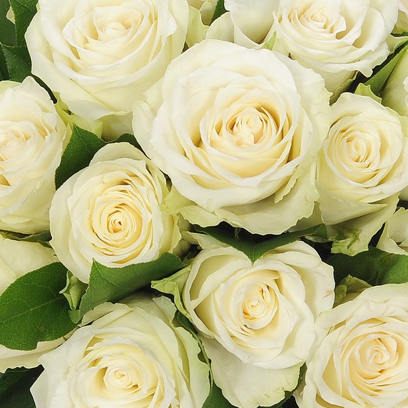 Signification des roses