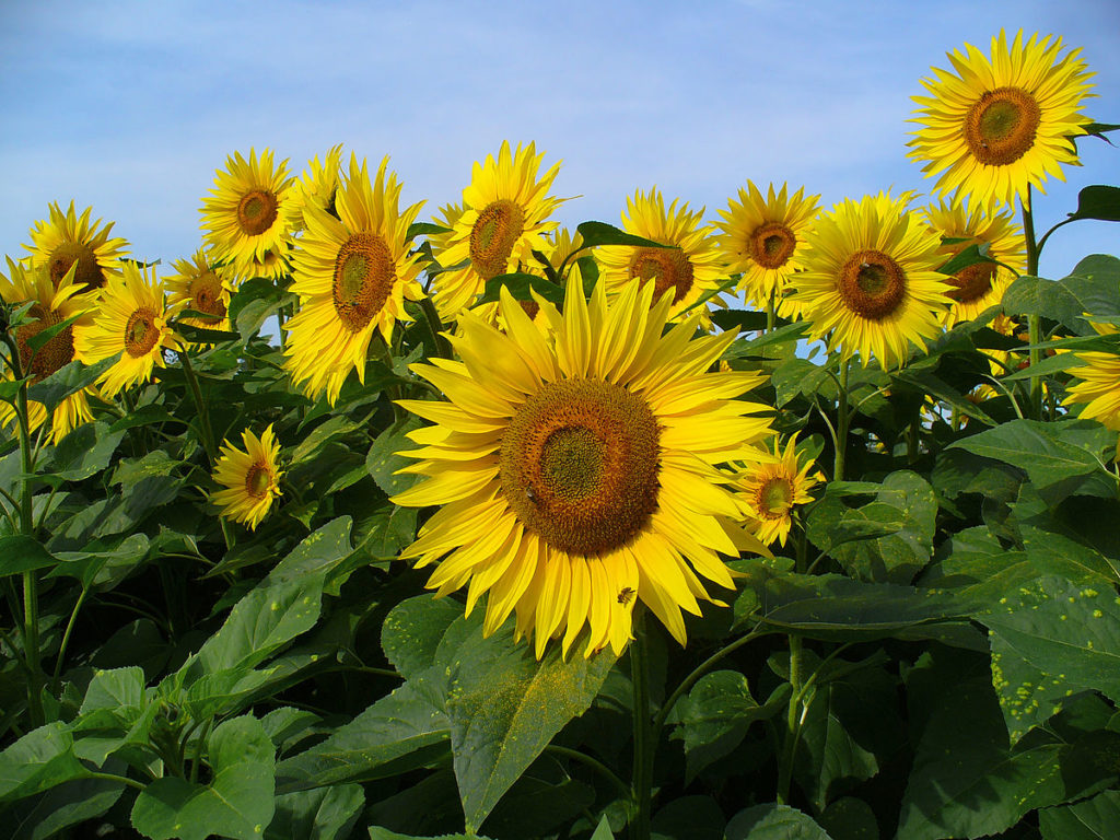 tournesol