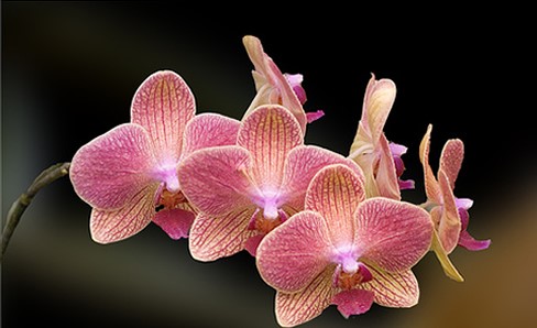 fleurs-orchidee-1
