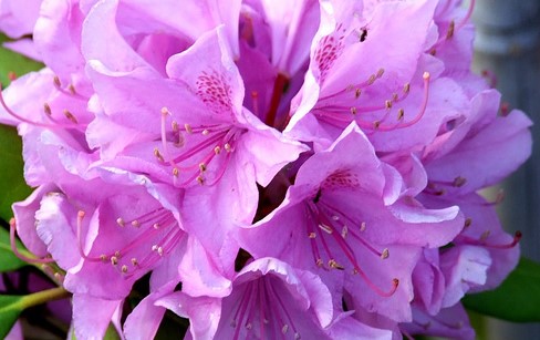 fleurs-rhododendron-1