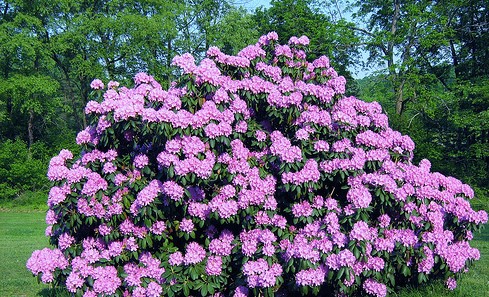 fleurs-rhododendron