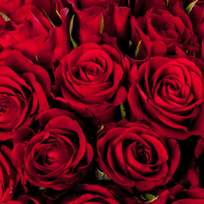 Signification de la rose rouge