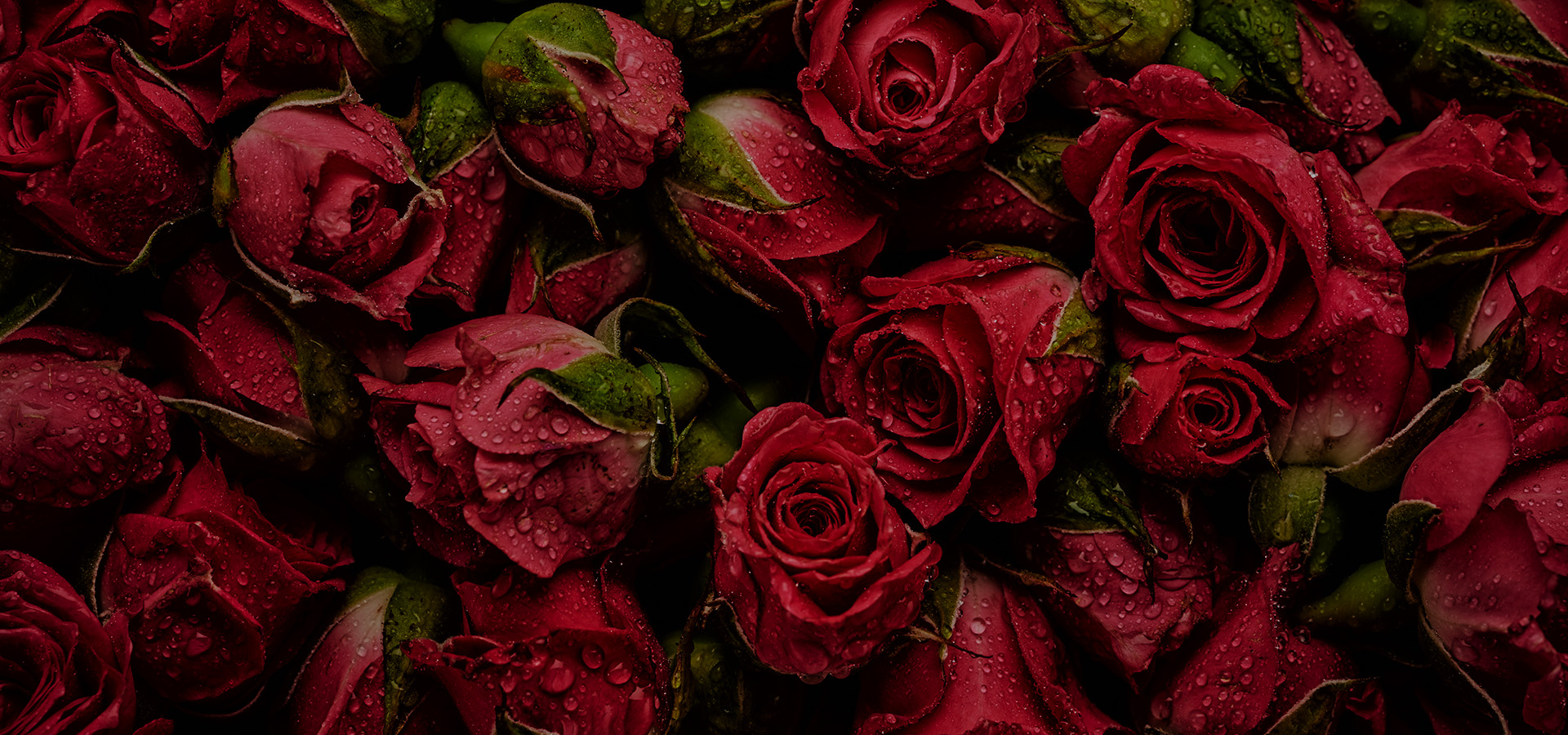 Les fleurs vous parlent comprenez leur langage